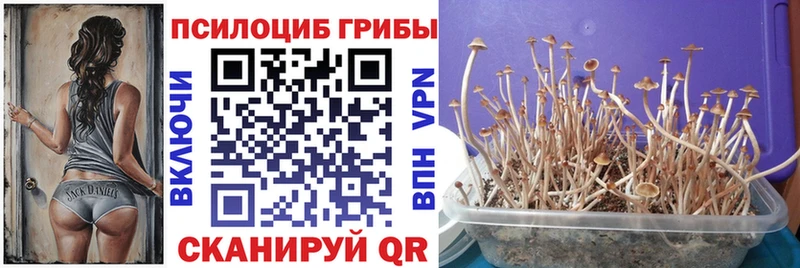 Купить  Вельск  Галлюциногенные грибы Magic Shrooms 